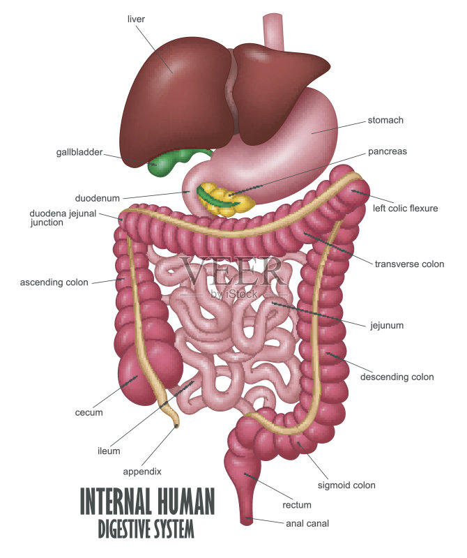 人的胰腺和脾脏图片